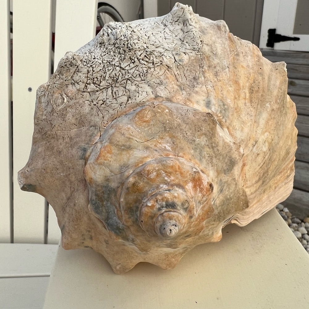 Beautiful Shell - Picture 3 of 3